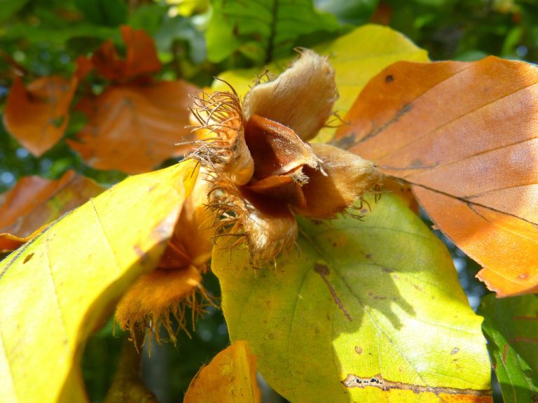 Geöffnete Bucheckern zwischen herbstlichen Buchenblättern.