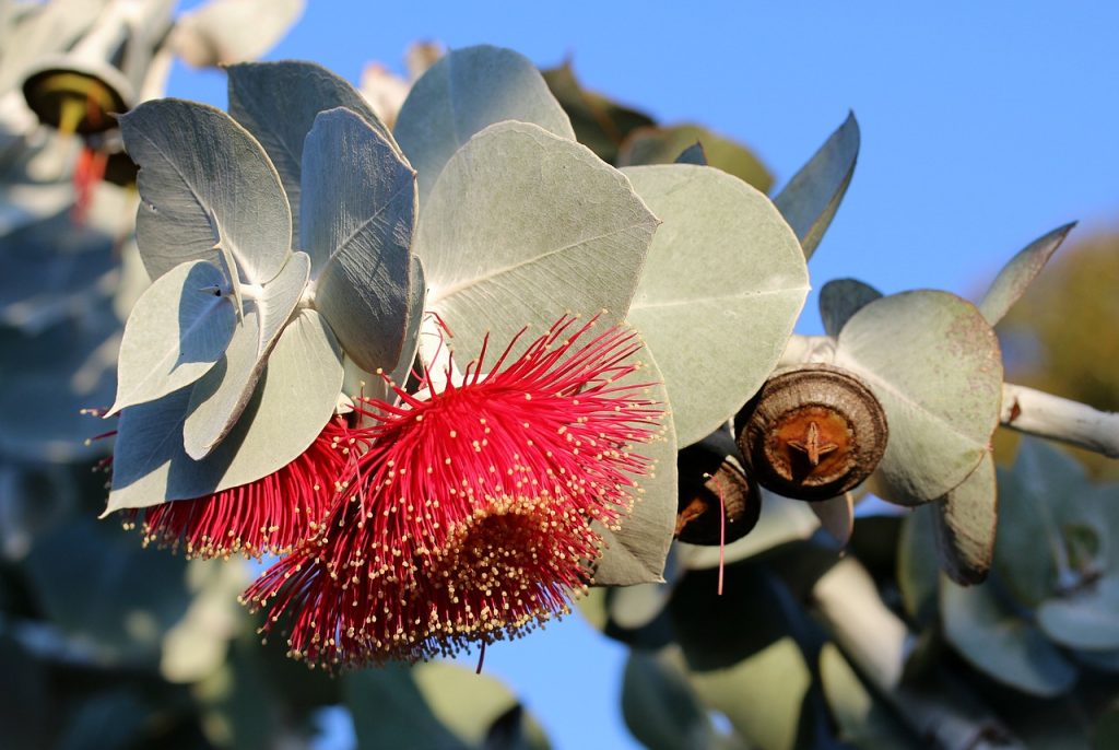 Rote Eukalyptusblüte zwischen graugrünen Blättern.