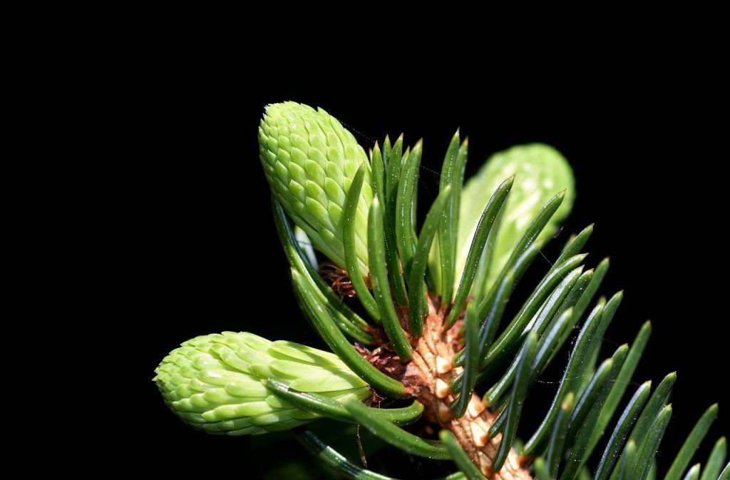 Frische hellgrüne Knospen an einem Fichtenzweig.
