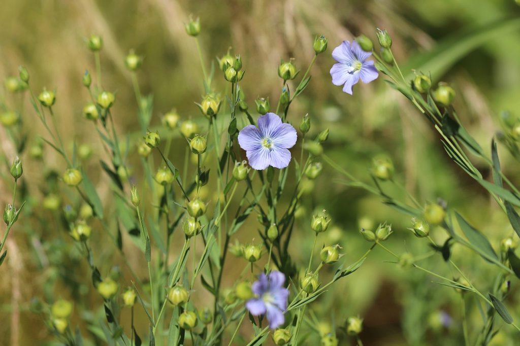 Blaue Blüten und Samenkapseln von Flachs.